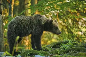 Impresiones de Un oso en el bosque, parado entre musgo y vegetación verde y observando su entorno: oso pardo europeo (Ursus arctos), Eslovenia Imágenes Relacionadas Imprime: Un oso en el bosque.