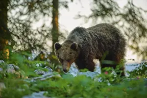 Impresiones de Un oso en el bosque al atardecer, rodeado de vegetación verde y rocas, oso pardo europeo (Ursus arctos), Eslovenia Imágenes Relacionadas Imprime: Un oso en el bosque al atardecer.