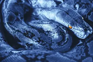 Sulawesi Island Animals Imprime: Beautiful Python in bright blue color