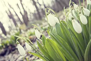 Sunrise Photography Imprime: Beautiful springtime background