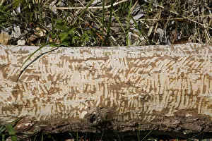 Nature Conservation Germany Imprime: Beaver bite, beaver damage, tree trunk