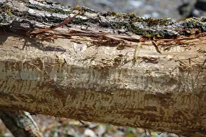 Nature Conservation Germany Imprime: Beaver bite, beaver damage, tree trunk