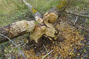 Nature Conservation Germany Imprime: Beaver bite, beaver damage, tree trunk