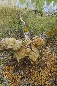 Nature Conservation Germany Imprime: Beaver bite, beaver damage, tree trunk