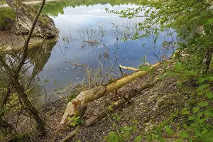 Nature Conservation Germany Imprime: Beaver bite, beaver damage, tree trunk