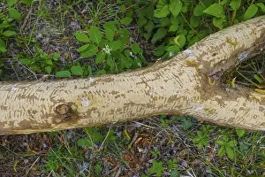 Nature Conservation Germany Imprime: Beaver bite, beaver damage, tree trunk