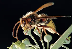 Nature Flight Images Imprime: Bee