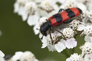 Trichodes Apiarius Imprime: Bee beetle, bee wolf, common bee beetle