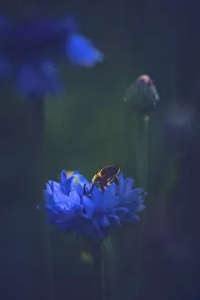 Nature Insect Images Imprime: Bee in a Cornflower