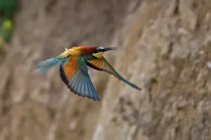 Deserted Landscape Bird Imprime: Bee-eater