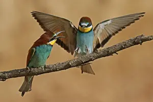 European Bee Eater Imprime: Bee-eater (Merops apiaster) in action on a branch