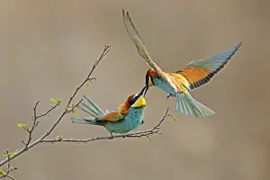 European Bee Eater Imprime: Bee-eater (Merops apiaster) in action on a branch
