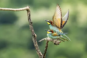 Bird Mating Behaviour Imprime: Bee-eater (Merops apiaster), birds copulating on branches