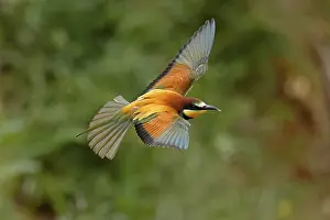 European Bee Eater Imprime: Bee-eater (Merops apiaster) flying