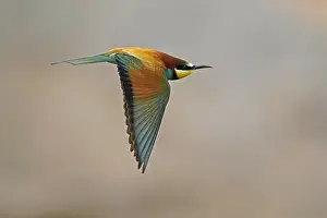 European Bee Eater Imprime: Bee-eater (Merops apiaster) flying