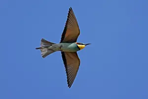 European Bee Eater Imprime: Bee-eater (Merops apiaster) flying