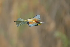 European Bee Eater Imprime: Bee-eater (Merops apiaster) flying