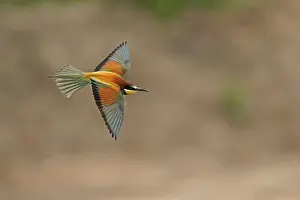 European Bee Eater Imprime: Bee-eater (Merops apiaster) flying