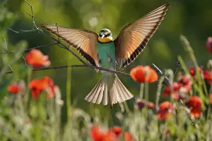 European Bee Eater Imprime: Bee-eater (Merops apiaster) flying on branch