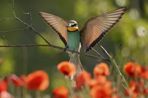 European Bee Eater Imprime: Bee-eater (Merops apiaster) flying on branch