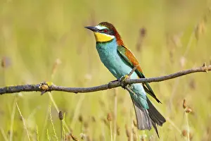 Attentive Bird Species Imprime: Bee-eater (Merops apiaster) Hungary