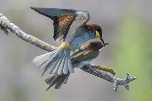 Impresiones de Atrapamoscas (Merops apiaster), apareamiento, Renania-Palatinado, Alemania Comedores De Abejas Imprime: Atrapamoscas (Merops apiaster), apareamiento.