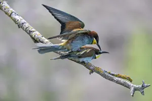 Impresiones de Atrapamoscas (Merops apiaster), apareamiento, Renania-Palatinado, Alemania Comedores De Abejas Imprime: Pitohangas (Merops apiaster), apareamiento.