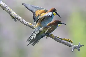 Impresiones de Pitón (Merops apiaster), apareamiento, Renania-Palatinado, Alemania Comedores De Abejas Imprime: Pitón (Merops apiaster), apareamiento.