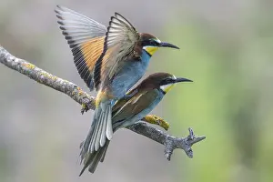Impresiones de Atrapamoscas (Merops apiaster), apareamiento, Renania-Palatinado, Alemania Comedores De Abejas Imprime: Atrapamoscas (Merops apiaster), apareamiento.