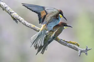 Impresiones de Pitón (Merops apiaster), apareamiento, Renania-Palatinado, Alemania Comedores De Abejas Imprime: Atrapamoscas (Merops apiaster), apareamiento.