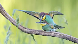 Impresiones de Un par de avestruces (Merops apiaster), apareamiento, macho, hembra, nuevos residentes en Sajonia-Anhalt, colores vibrantes, acercándose, en vuelo, extendiendo sus alas Comedores De Abejas Imprime: Atrapamoscas (Merops apiaster) pareja.