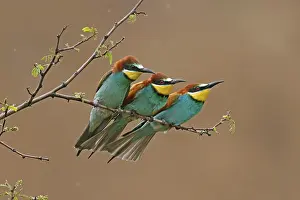 European Bee Eater Imprime: Bee-eater (Merops apiaster) sitting on a branch