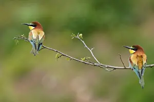 European Bee Eater Imprime: Bee-eater (Merops apiaster) sitting on a branch