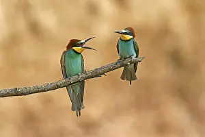 European Bee Eater Imprime: Bee-eater (Merops apiaster) sitting on a branch