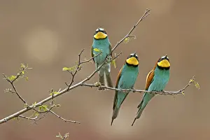 European Bee Eater Imprime: Bee-eater (Merops apiaster) sitting on a branch