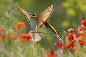 European Bee Eater Imprime: Bee-eater (Merops apiaster) sitting on a branch