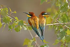 European Bee Eater Imprime: Bee-eater (Merops apiaster) sitting on a branch