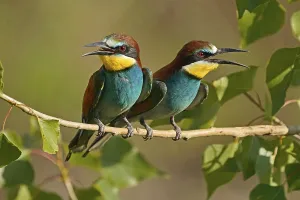 European Bee Eater Imprime: Bee-eater (Merops apiaster) sitting on a branch