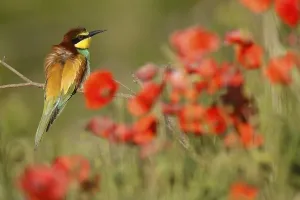 European Bee Eater Imprime: Bee-eater (Merops apiaster) sitting on a branch