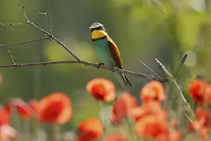 European Bee Eater Imprime: Bee-eater (Merops apiaster) sitting on a branch