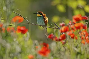 European Bee Eater Imprime: Bee-eater (Merops apiaster) sitting on a branch