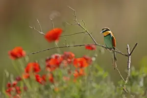 European Bee Eater Imprime: Bee-eater (Merops apiaster) sitting on a branch