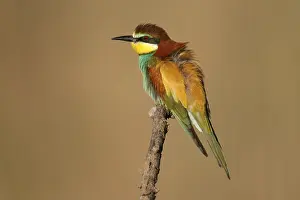 European Bee Eater Imprime: Bee-eater (Merops apiaster) sitting on a branch