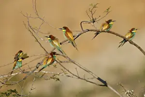 European Bee Eater Imprime: Bee-eater (Merops apiaster) sitting on a branch