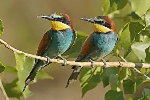 European Bee Eater Imprime: Bee-eater (Merops apiaster) sitting on a branch