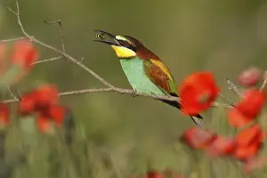 European Bee Eater Imprime: Bee-eater (Merops apiaster) sitting on a branch