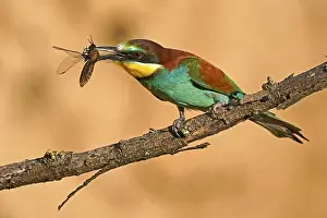 European Bee Eater Imprime: Bee-eater (Merops apiaster) sitting with insect on a branch