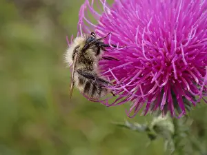 Flowering Plants Open Air Imprime: Bee on a flower