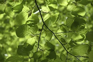 Deserted Beech Forest Scene Imprime: Beech branches