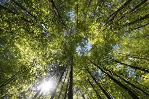 Beech Tree Forest Imprime: Beech forest, deciduous forest